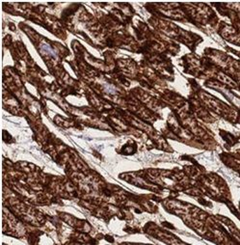 CAV3 Rabbit Polyclonal Antibody