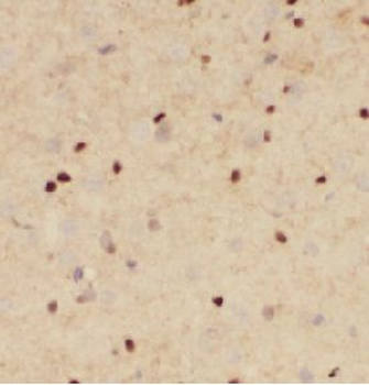SOX2 Mouse Monoclonal Antibody