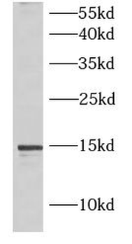 IL5 Antibody
