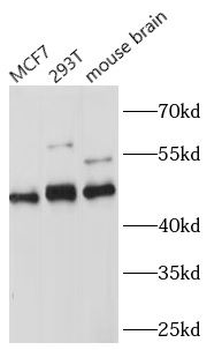 TEAD1 Rabbit Polyclonal Antibody