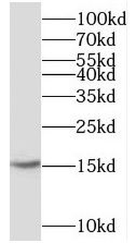 CST3 Antibody