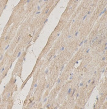 IFNLR1 Antibody