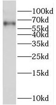 TRAF3 Antibody