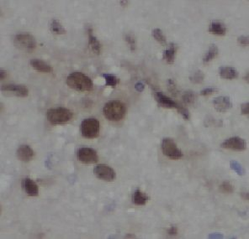 TRAF3 Antibody