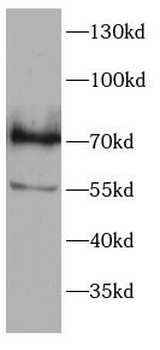 IRF7 Antibody