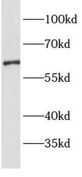 SLC22A6 Antibody