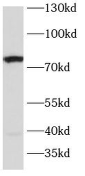 SLC6A4 Antibody