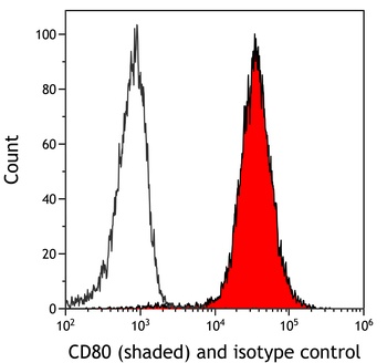 Rabbit CD80 Recombinant Monoclonal Antibody