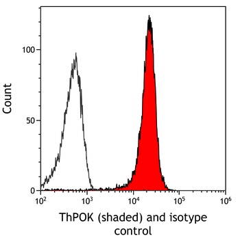 Rabbit ThPOK Recombinant Monoclonal Antibody