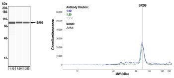 Rabbit BRD9 Recombinant Monoclonal Antibody