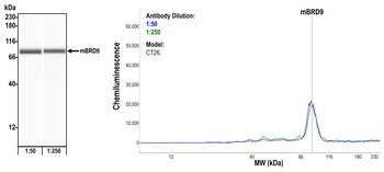 Rabbit BRD9 Recombinant Monoclonal Antibody