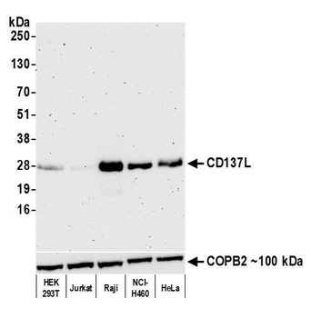 Rabbit 4-1BBL/CD137L/TNFSF9 Recombinant Monoclonal Antibody