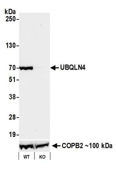 Rabbit UBQLN4/CIP75/Ubiquilin 4 Recombinant Monoclonal Antibody