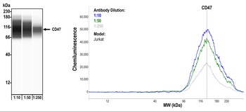 Rabbit CD47 Recombinant Monoclonal Antibody