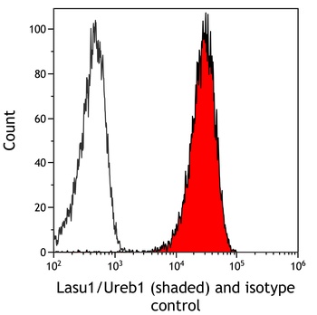 Rabbit Lasu1/Ureb1 Recombinant Monoclonal Antibody