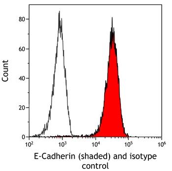 Rabbit E-Cadherin Recombinant Monoclonal Antibody