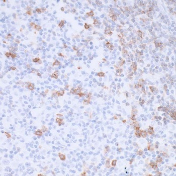 Rabbit PD-1 Recombinant Monoclonal Antibody