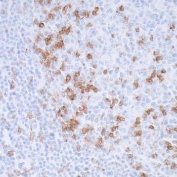 Rabbit PD-1 Recombinant Monoclonal Antibody