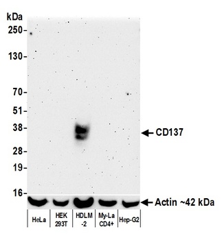 Rabbit CD137 Recombinant Monoclonal Antibody