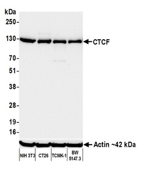 Rabbit anti-CTCF Recombinant Monoclonal Antibody