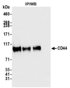 Rabbit anti-CD44 Recombinant Monoclonal Antibody
