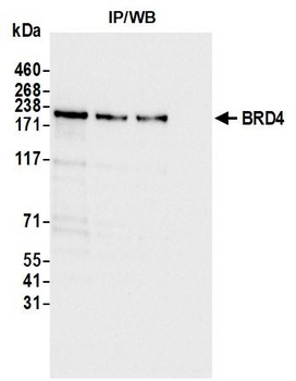 Rabbit BRD4 Recombinant Monoclonal Antibody