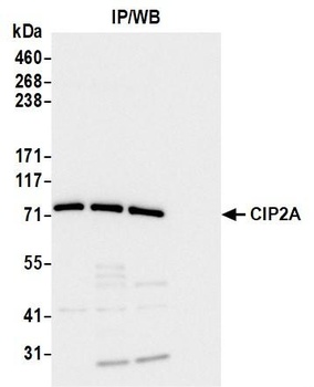 Mouse CIP2A Monoclonal Antibody