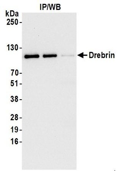 Rabbit Drebrin Antibody