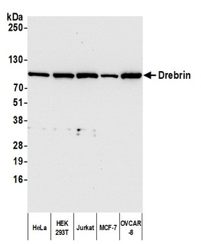 Rabbit Drebrin Antibody