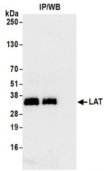 Rabbit LAT Antibody