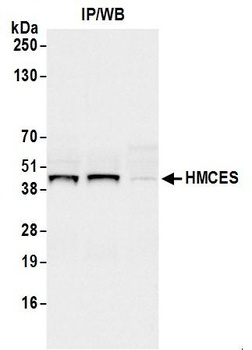 Rabbit HMCES Antibody
