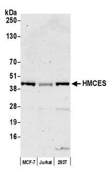 Rabbit HMCES Antibody