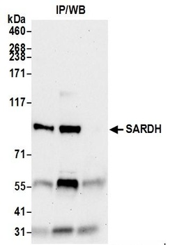 Rabbit SARDH Antibody