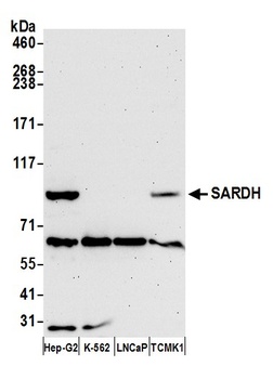 Rabbit SARDH Antibody
