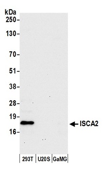 Rabbit ISCA2 Antibody