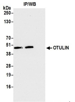 Rabbit OTULIN Antibody