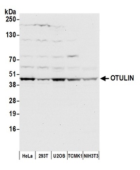 Rabbit OTULIN Antibody