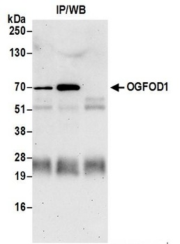 Rabbit OGFOD1 Antibody