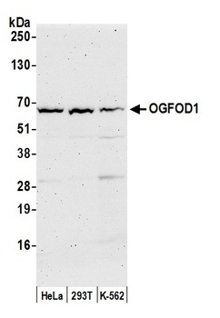 Rabbit OGFOD1 Antibody