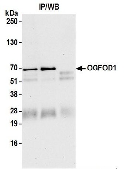 Rabbit OGFOD1 Antibody