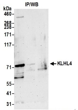 Rabbit KLHL4 Antibody