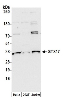 Rabbit STX17 Antibody