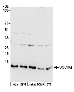 Rabbit UQCRQ Antibody