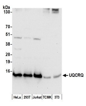 Rabbit UQCRQ Antibody