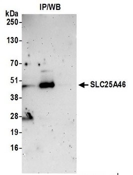 Rabbit SLC25A46 Antibody