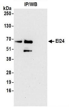 Rabbit EI24 Antibody