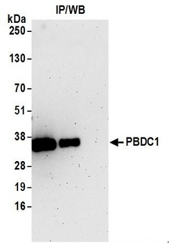 Rabbit PBDC1 Antibody
