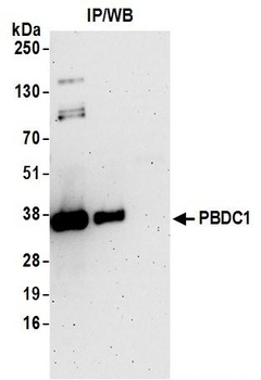 Rabbit PBDC1 Antibody