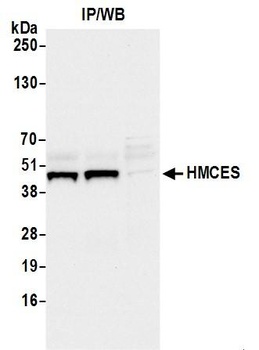 Rabbit HMCES Antibody