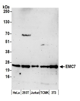 Rabbit EMC7 Antibody
